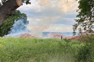 Paliła się wierzba energetyczna w okolicach Różanek pod Gorzowem [FOTO]