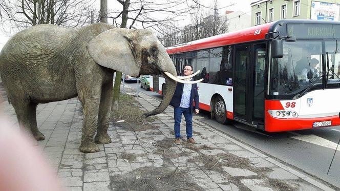 Słoń chodził ulicami Częstochowy. Ekolodzy są oburzeni. Cyrk nie widzi problemu