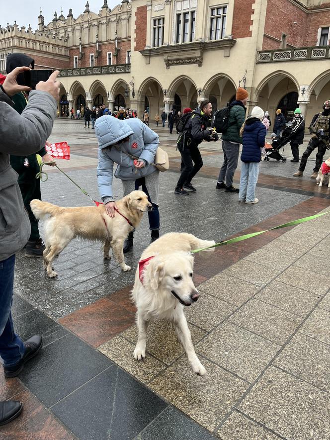 WOŚP 2024 w Krakowie. Grupa Golden Retriever opanowała cały Rynek Główny!