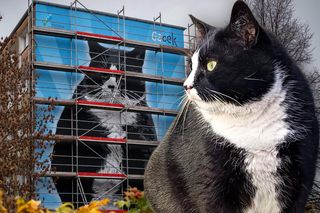 Kot Gacek w wielkim formacie. Mural z Królem Śródmieścia prawie gotowy