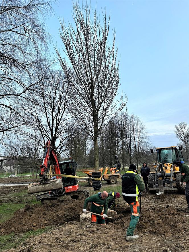 Wielkie drzewa staną w Ogrodzie Płaszów. Nasadzenia już trwają