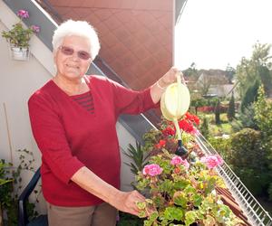 Wrzucam do blendera i przecedzam przez sito. Doskonała odżywka do pelargonii. Nawóz, po którym pelargonie obsypią się kwiatami