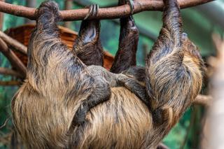 W Orientarium Zoo Łódź urodził się leniwiec