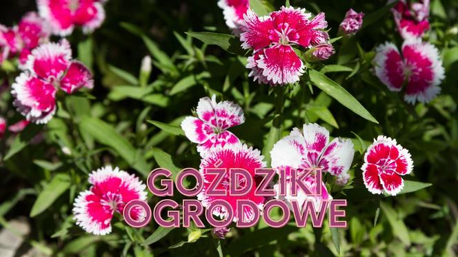 Kwiaty jadalne, które znajdziesz w Polsce! Świetne do drinków i tortów! 