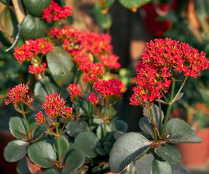 Kwiaty doniczkowe na prezent. Te rośliny przynoszą szczęście