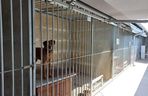 ​W schronisku dla zwierząt w Henrykowie koło Leszna montują markizy. Dadzą psom cień w gorące dni