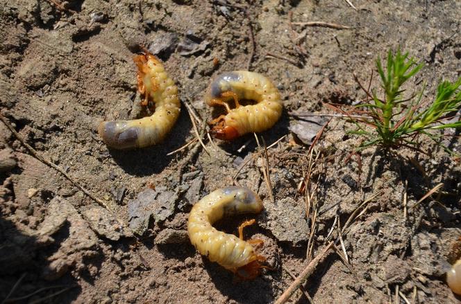 Niebezpieczne larwy atakują lasy w województwie podlaskim. Jak z nimi walczyć? [GALERIA]