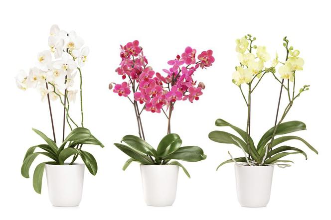 Kwiaty na Dzień Matki: orchidea