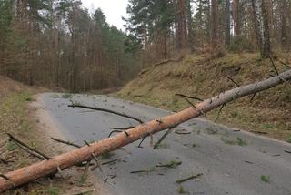 Szkody po Orkanie Eunice. Zrywało dachy, wyrywało grube drzewa, brakowało prądu