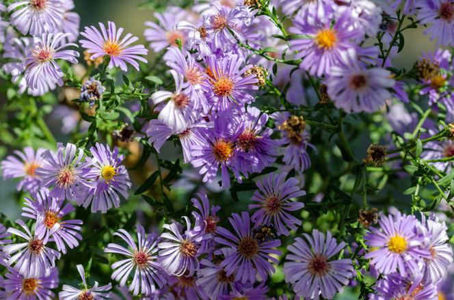 Aster alpejski - Aster alpinus