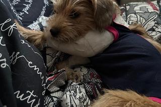 Odnaleziony psiak pod Nowogardem 4