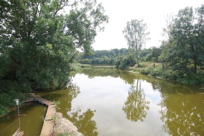 Wyłowiono już ponad 110 ton śniętych ryb. "Tu już nie ma życia"