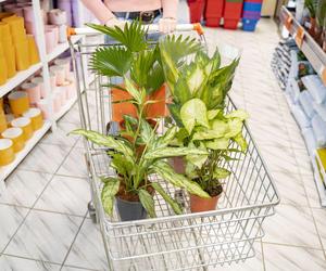Zakup roślin doniczkowych w supermarkecie