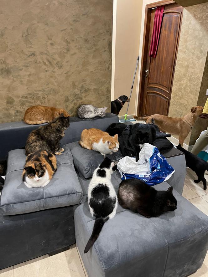 Znana pisarka, biznesmen z Holandii i menadżerka gwiazd zawieźli dary dla Ukrainy i uratowali koty