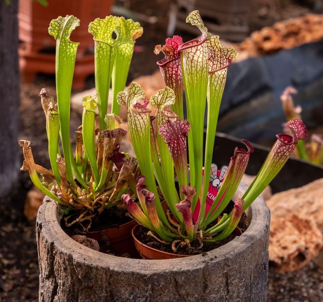 Sarracenia