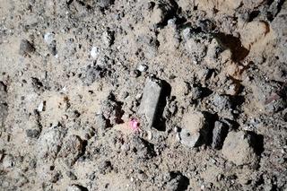 Kości znalezione na Bulwarze Filadelfijskim w Toruniu