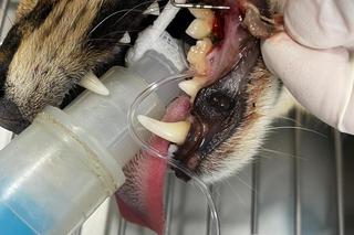 Domowy serwal u dentysty