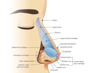Nos: budowa, funkcje i choroby nosa