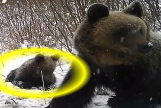 Poznajcie Agę: Niedźwiedzicę z Bieszczad, która pretenduje do miana celebrytki [WIDEO]
