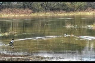 Poznań: wysoki poziom wody w Warcie