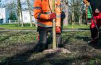 Tej wiosny poznańscy ogrodnicy posadzą setki nowych drzew w miejskich parkach oraz przy drogach