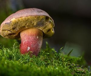 Gdzie w woj. śląskim nie zbierać grzybów? Lista zakazanych miejsc i konsekwencje dla nieposłusznych