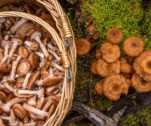 Jak wyglądają opieńki? To grzyby jadalne czy trujące?