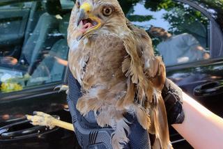 Interwencje Animal Patrolu Straży Miejskiej w Łodzi