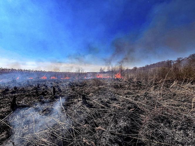 Pożar trzcinowiska nad jeziorem Dargin. Dwóch mężczyzn z zarzutami! Makabra na Mazurach