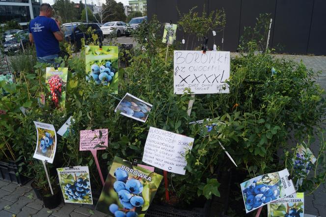 Jesienny Kiermasz Ogrodniczy 2023. Tłumy przy bydgoskim "Torbydzie" [ZDJĘCIA]