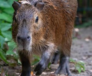 Kapibary przejmują łódzkie ZOO! Do dwóch samic dołączył samiec