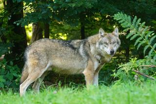 Zwiększa się populacja wilków. Widziane były w trzech dzielnicach!