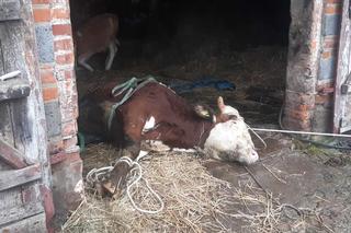 Byk wpadł do szamba, bo zawalił się pod nim strop. Na pomoc ruszyli strażacy