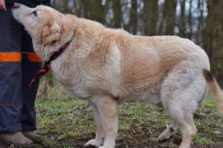 Olimp czeka na nowy dom