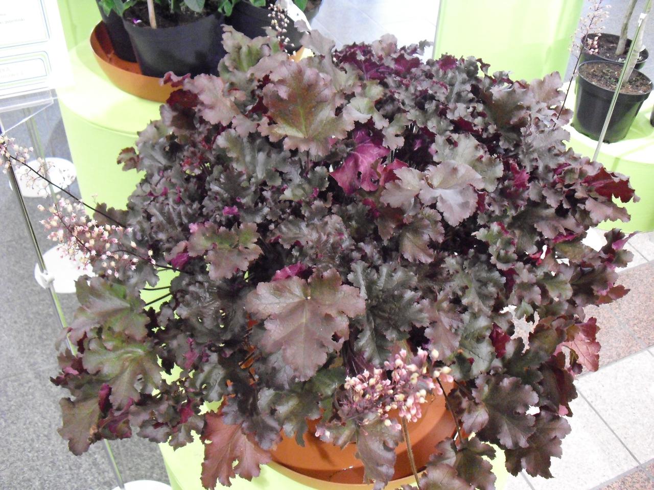 Żurawka ‘Agata’ - Heuchera  'Agata'