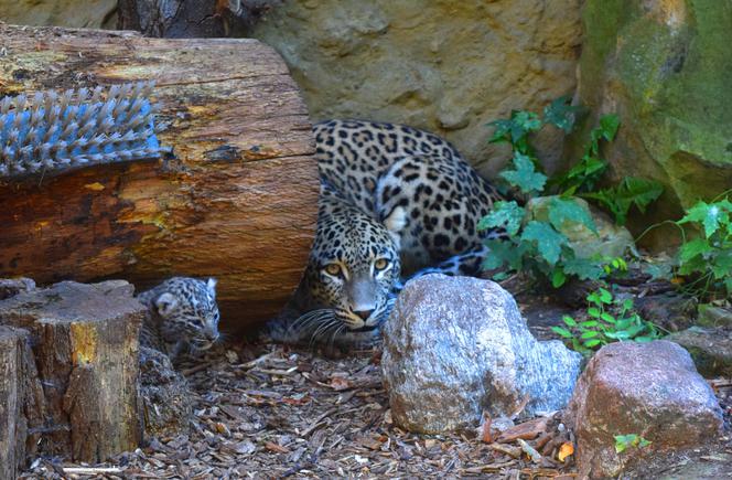 W Zoo Płock urodził się lampart perski! Na świecie jest ich tylko tysiąc