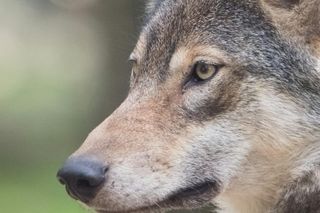 Wilki pojawiły się w okolicach Lublina