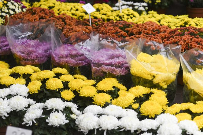 Chryzantemy, Wszystkich Świętych