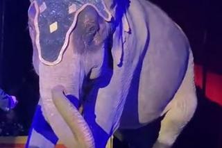 Polski kardynał w cyrku. Szokujące sceny