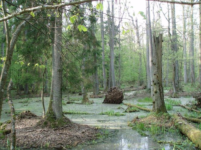 Puszcza Białowieska