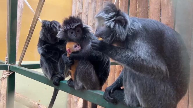 Lutung jawajski w gdańskim zoo