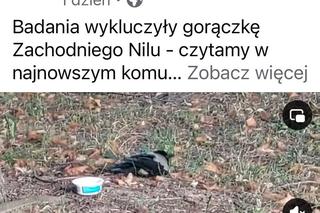 Martwe ptaki w Warszawie. Wrona siwa