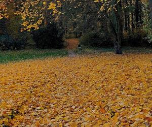 Złota polska jesień pod Bydgoszczą. Tak pięknie w ostromeckim parku chyba jeszcze nie było! [DUŻO ZDJĘĆ] 