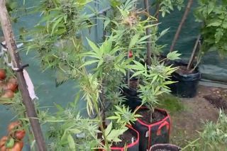 Działkowiec z Piaseczna obok pomidorów sadził marihuanę. Plantacja w rękach policji