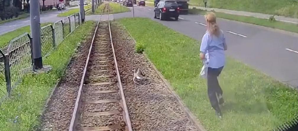 Motornicza uratowała mewę