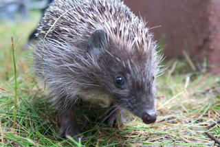 Zbudowałem domek dla jeży