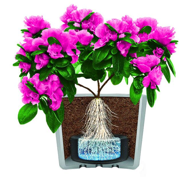 Sposób na zieleń: Hydrobox. Innowacja w nawadnianiu roślin