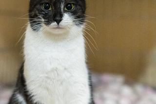 Piękna kotka z Wielkopolski szuka kochającego domu! Można by ją chwalić pół dnia i pół nocy [ZDJĘCIA]