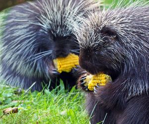 Orzechy i żołędzie. Zbiórka dla zwierząt z gdańskiego zoo