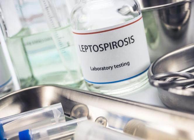 Leptospiroza - choroba odzwierzęca spowodowana zanieczyszczeniem wody